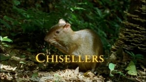 The Life of Mammals Chisellers