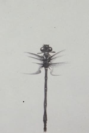 Image Dragonfly