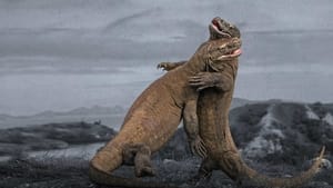 Komodo Dragon Fight!