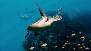 Ocean with David Attenborough (2025)