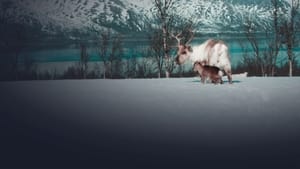 A Reindeer’s Journey