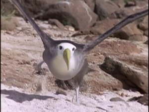 The Life of Birds The Mastery of Flight