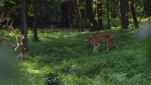 The Zoo The Tiger's Dance