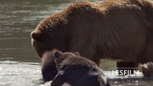 watch Kamchatka Bears. Life Begins 2018 online free