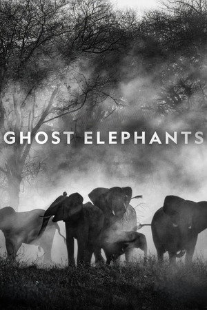 Ghost Elephants 58