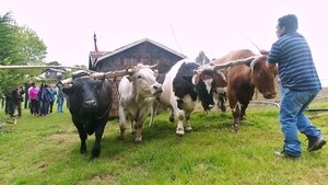 Chile, the island of Chiloé, the know-how of bois