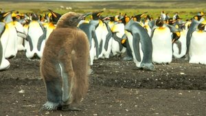 Earth Odyssey with Dylan Dreyer Falklands