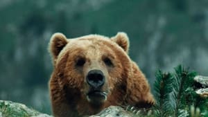 L'Ours film complet