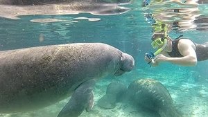 How Do Animals Do That? Cheesy Mice and Flatulent Manatees