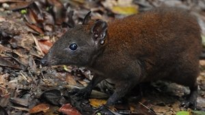 Image Australia's First 4 Billion Years: Strange Creatures