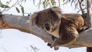 Wild Australia with Ray Mears Bush