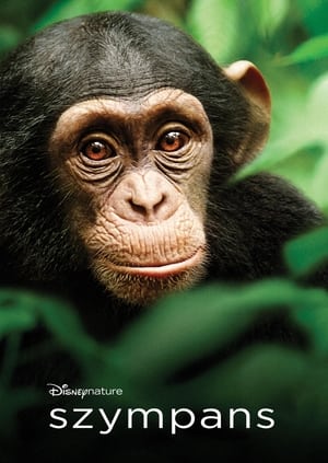 Poster Szympans 2012