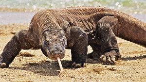 Une vie de dragon