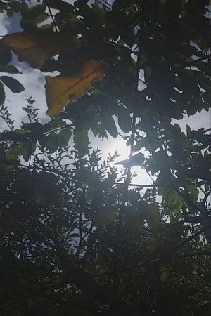 Em homenagem a Manoel Gomes da Silva ou Miguel Eloí (2025)