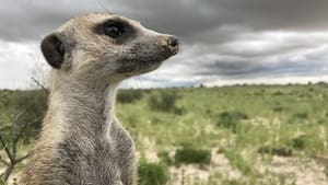 Meerkat Manor: Rise of the Dynasty The Outcast