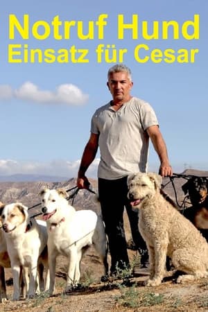 Image Notruf Hund - Einsatz für Cesar