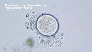Meet the Microcosmos still