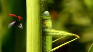 Minuscule: The Private Life of Insects Catapult
