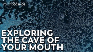 Your Mouth Is A Cave For Microbes still