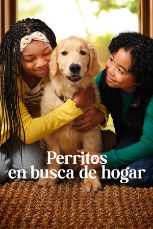 Perritos en busca de hogar