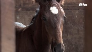 The Incredible Dr. Pol Pol on Patrol