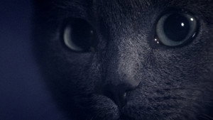 Somos animales 13
