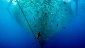 Hope in the Water: 1×1