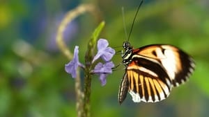 Nature Sex, Lies and Butterflies