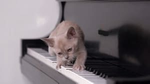 Too Cute Musical Kittens