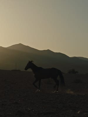 Pourquoi As-Tu Laissé le Cheval à sa Solitude?