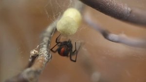 72 Dangerous Animals: Australia Brutal Bites