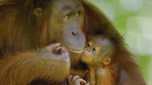 Ilhas Tropicais: 1×2