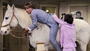 The Horse Show