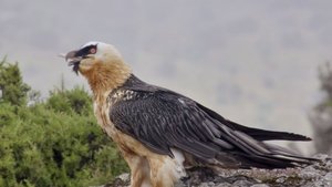 The Simien Mountains