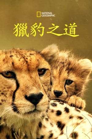 Poster 猎豹之道 2022