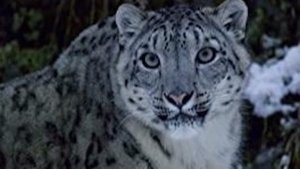 The Secret Lives Of Big Cats The Secret Lives of Snow Leopards