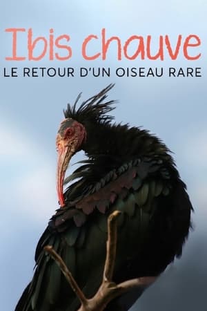 Ibis chauve - Le retour d’un oiseau rare