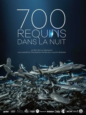 Poster 700 Haie in der Nacht 2018