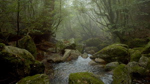 Japan: Yakushima — The Enchanted Forest