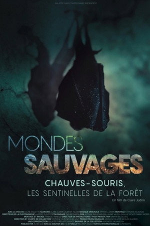 Mondes Sauvages : Chauves-souris, les sentinelles de la forêt
