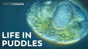 The Tiny Worlds Inside of Puddles still