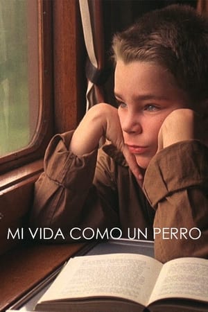 Poster Mi vida como un perro 1985