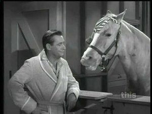 Mister Ed Animal Jury