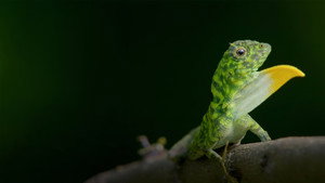 Knasiga djur