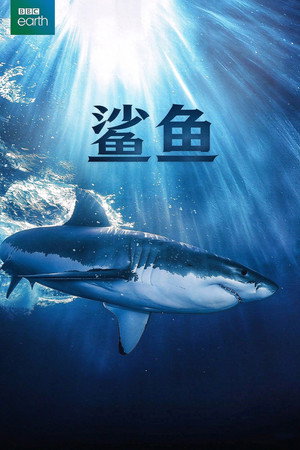 Shark 3