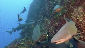 Great Blue Wild Cocos Island