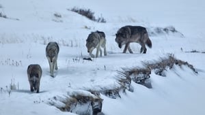 مشاهدة الوثائقي Yellowstone 2020