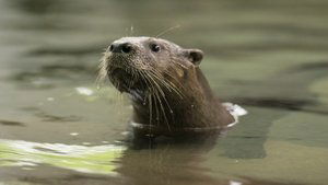 Secrets of the Zoo: North Carolina Running Otter Time