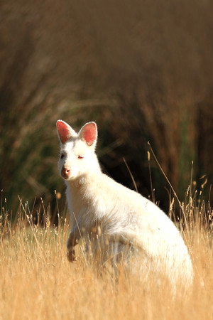 David Attenborough's Tasmania 6