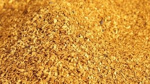 Gold Fever!